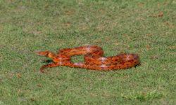 ثعبان ميت يسمم 100 تلميذ في الهند.. ما القصة؟