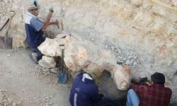 اكتشاف حوت في بيرو يُبلغ عمره 38 إلى 40 مليون عام