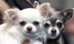 في الأردن .. مرض خطير قد يؤدي للوفاة، تنقله الكلاب والقطط الأليفة