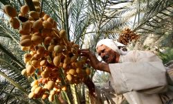 التمور العراقية تصدّر إلى الخارج