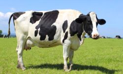 الزراعة: عدد الإصابات بالحمى القلاعية وصل إلى 3 آلاف رأس من الماشية