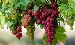 العراق الثالث عربياً في إنتاج العنب