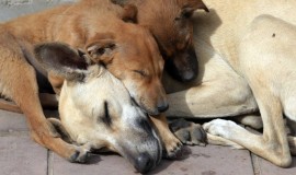 الكلاب تعض 46 ألف عراقي.. على الضحايا مراجعة الطبيب فوراً