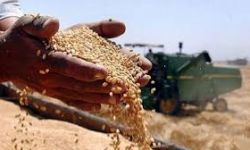 التجارة تعلن تسويق مليون و300 ألف طن من الحنطة