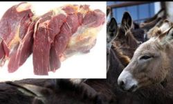 لقد ذبحوا الحمير لتجهيز مطاعم الحلة: تفاصيل أكثر تكشفها شرطة بابل