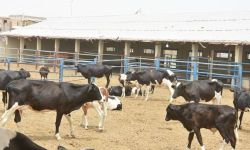 ارتفاع عدد الاصابات بالحمى النزفية في العراق الى 19 حالة