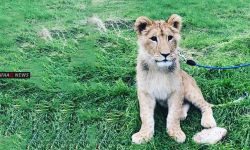 أسد يفترس مربيه في النجف