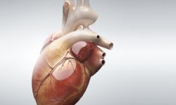 ثورة طبية.. ابتكار أصغر جهاز لتنظيم ضربات القلب في العالم