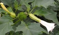 الداخلية تنفي قيام القوات الامنية بإتلاف نبتة الداتورا المخدرة شمالي بغداد