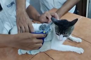 بالجرم المشهود.. "اعتقال" قطة "بتهمة" تهريب مخدرات إلى سجن في كوستاريكا